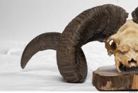 mouflon skull antlers 0025